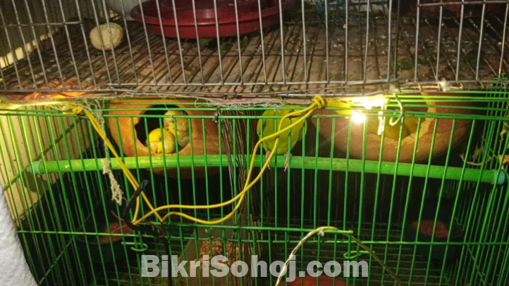 বাজিগার পাখি বিক্রি করা হবে